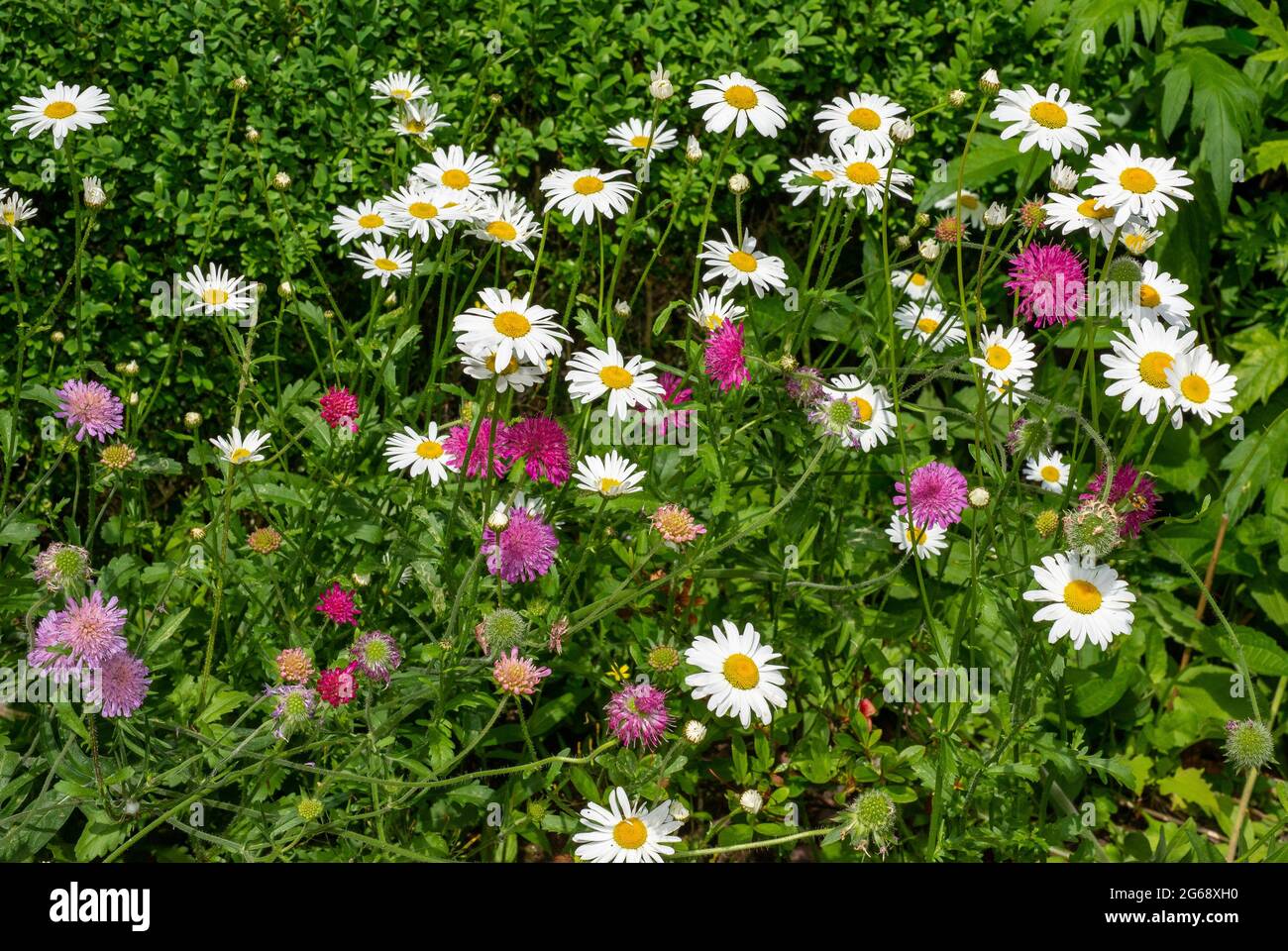 Ochsenaugen-Gänseblümchen und Feldschaber, Chipping, Preston, Lancashire, Großbritannien Stockfoto