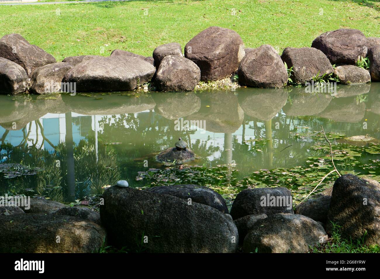 Schildkröte beim Sonnenbaden!!! Stockfoto