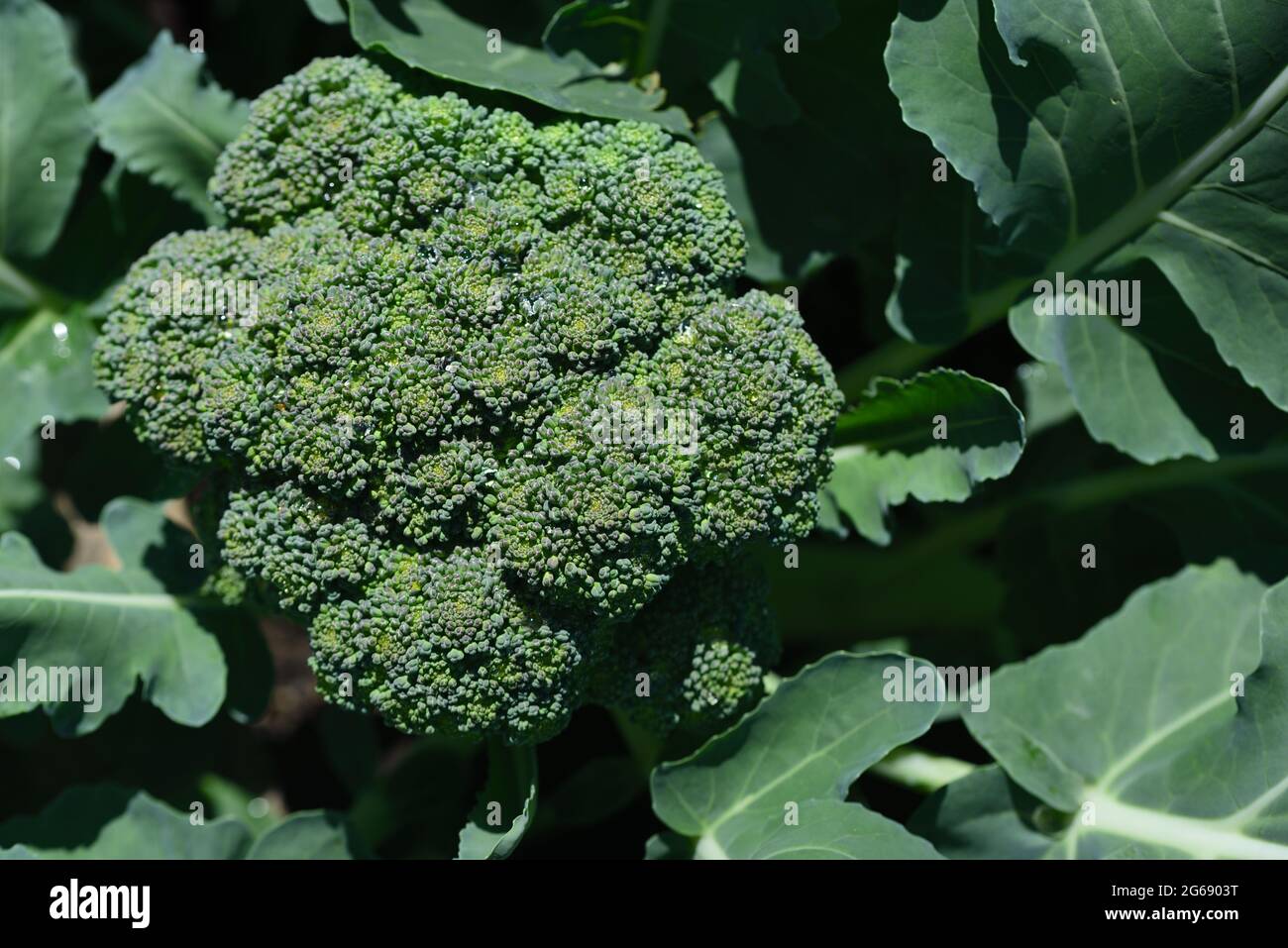 Ein grüner Brokkoli wächst auf dem Feld und ist bereit, mit seinen Blüten und vielen Blättern um ihn herum geerntet zu werden Stockfoto