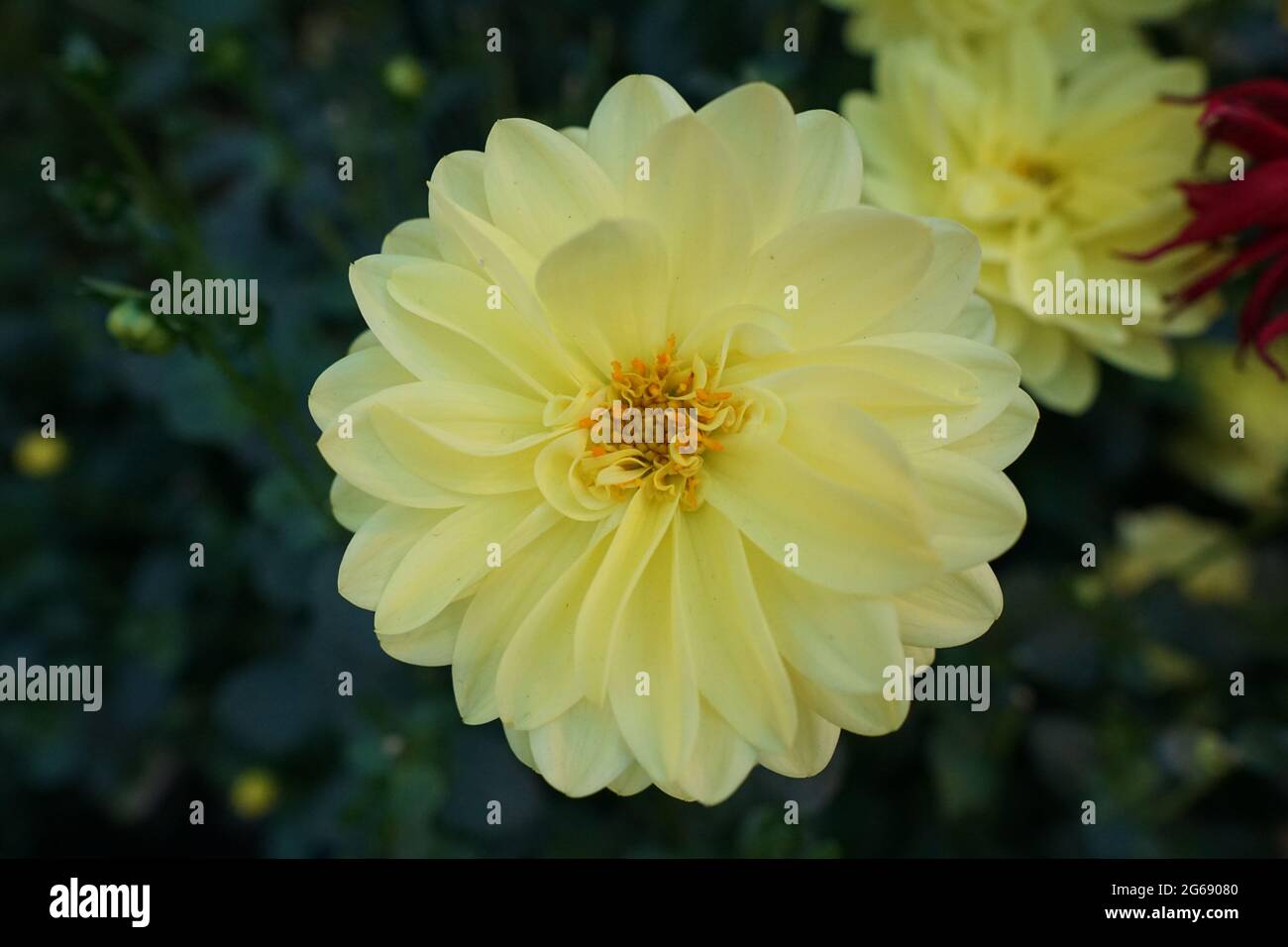 Gelbe Dahlie - Aster Familie Stockfoto