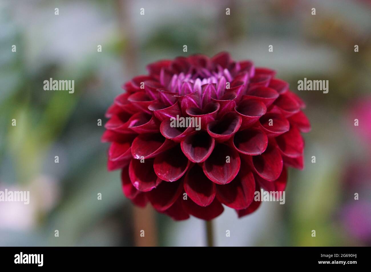 Kastanienbraune Dahlie mit Fokus Stockfoto