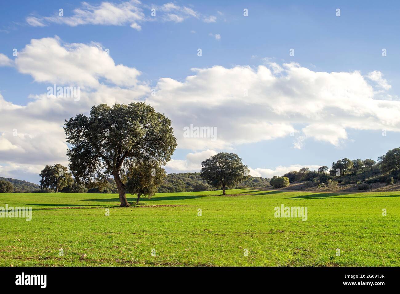 Holm Eichenhain grüne Landschaft in der Frühlingslandschaft Stockfoto