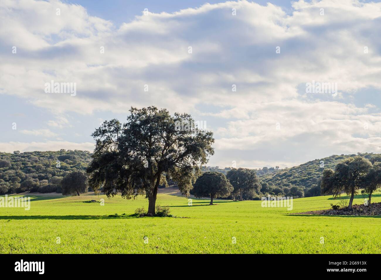 Holm Eichenhain grüne Landschaft in der Frühlingslandschaft Stockfoto