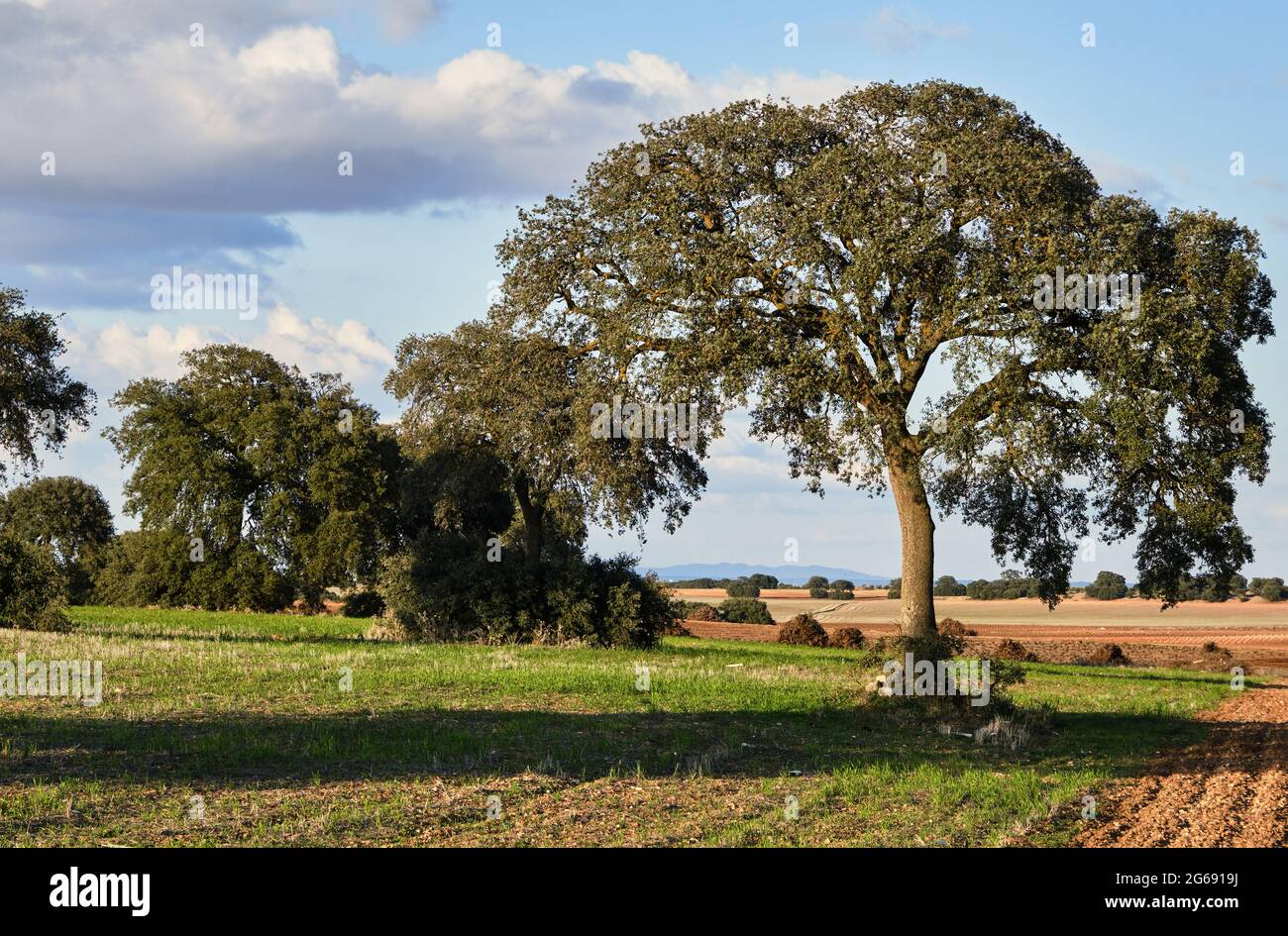 Holm Eiche Hain grüne Landschaft Stockfoto