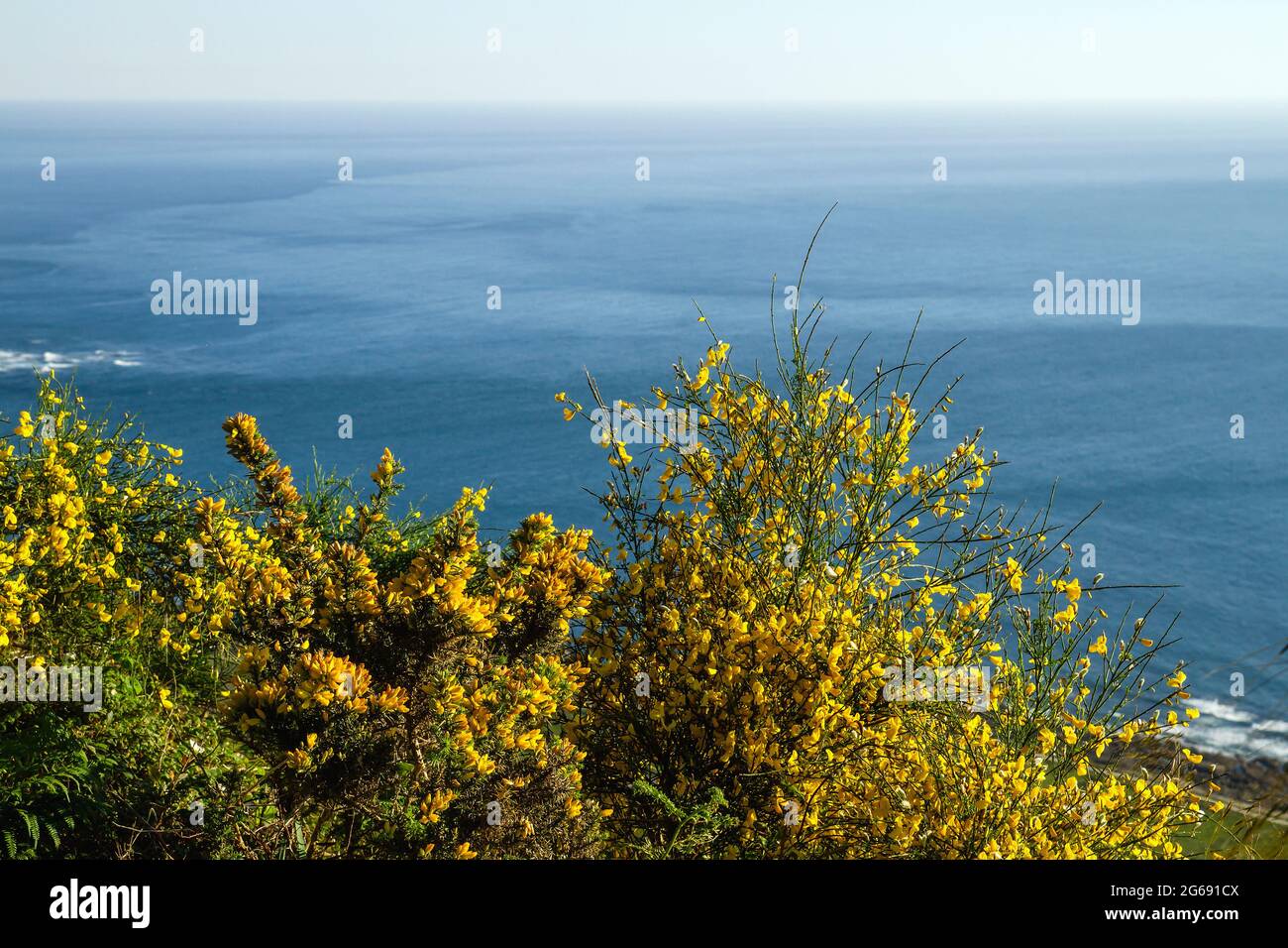 Ulex europaeus und cystisus scoparius blühende Pflanzen, Besen und Ginstergelbe Blüten an der atlantikküste Stockfoto