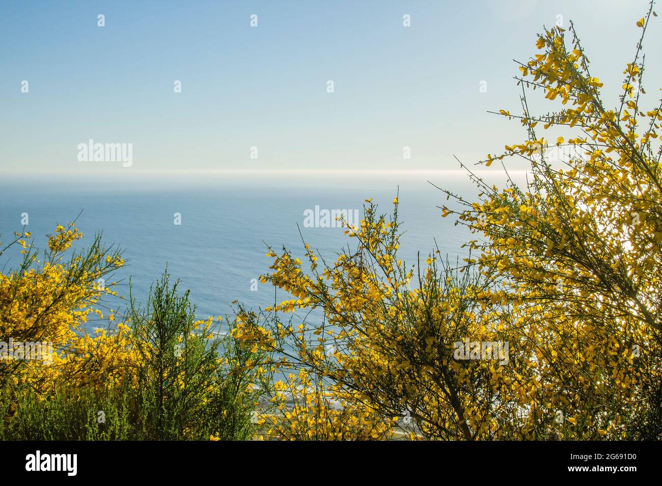 Cytisus scoparius oder gewöhnliche Ginster-gelbe Blüten blühen an der atlantikküste Stockfoto