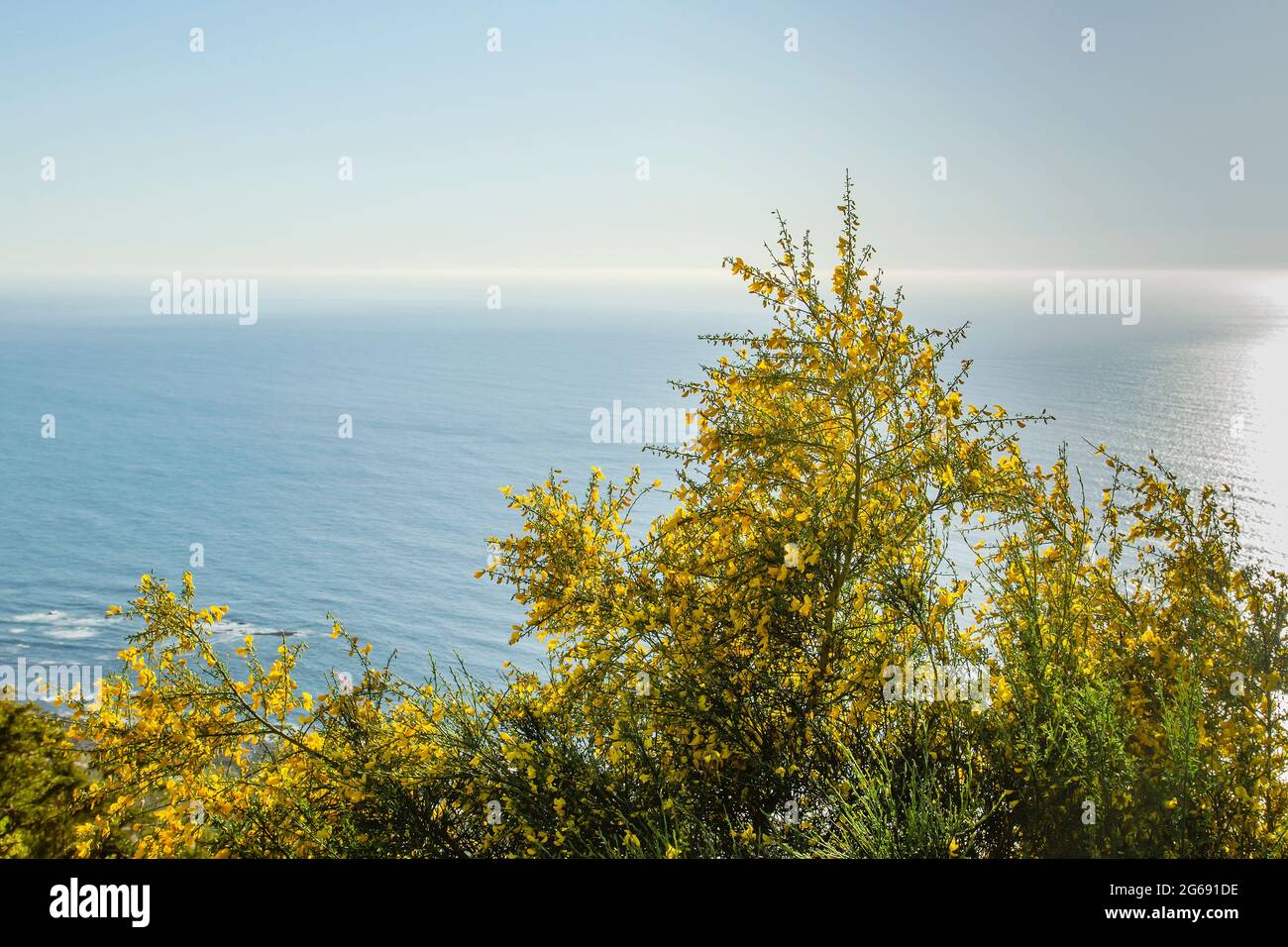 Cytisus scoparius oder gewöhnliche Ginster-gelbe Blüten blühen an der atlantikküste Stockfoto