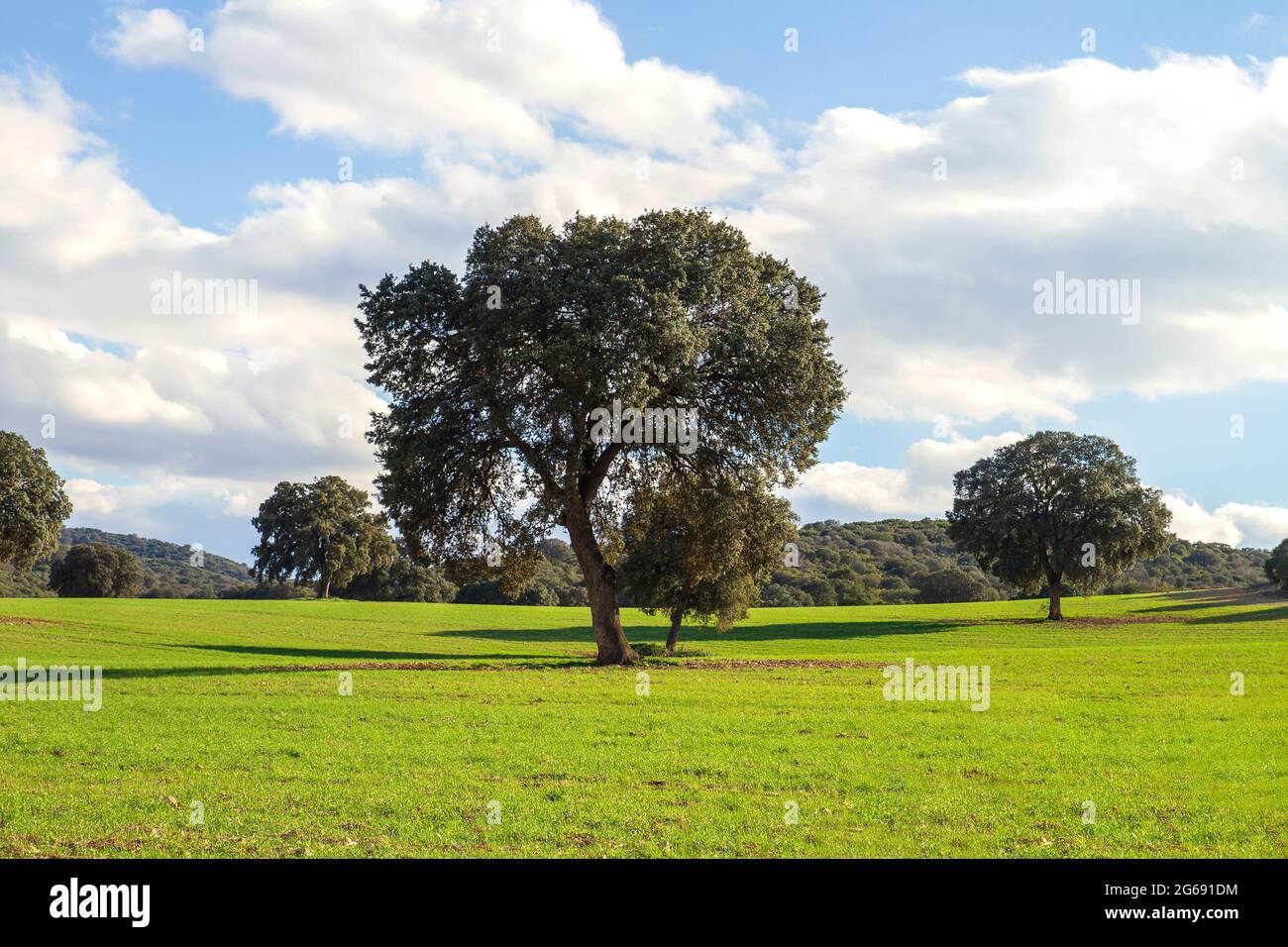 Holm Eichenhain, quercus ilex Bäume in grünen Rasen Landschaft Stockfoto
