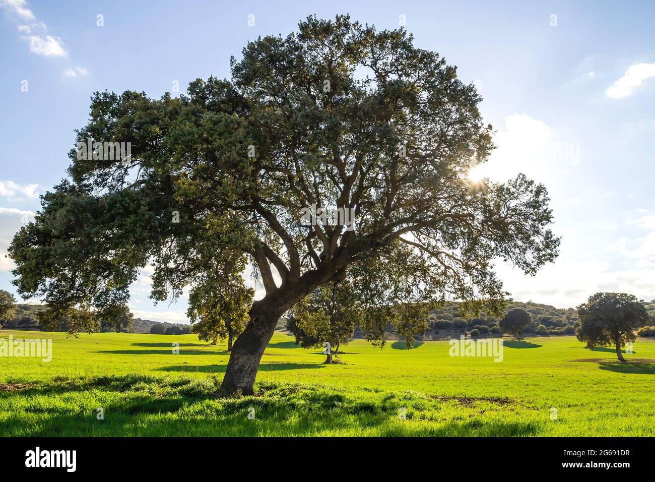 Holm Eichenhain, quercus ilex Bäume in grünen Rasen Landschaft Stockfoto