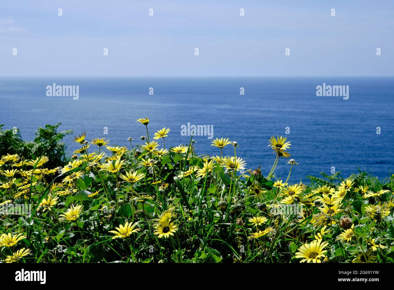 Frühlingslandschaft am Meer mit blühenden, gelben Cape-Dandelion-Blüten Stockfoto