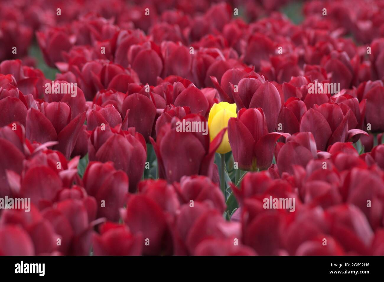 Eine gelbe Tulpe, die allein auf einem Feld steht Stockfoto