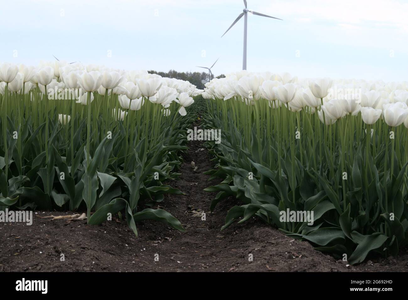 Eine gelbe Tulpe, die allein auf einem Feld steht Stockfoto