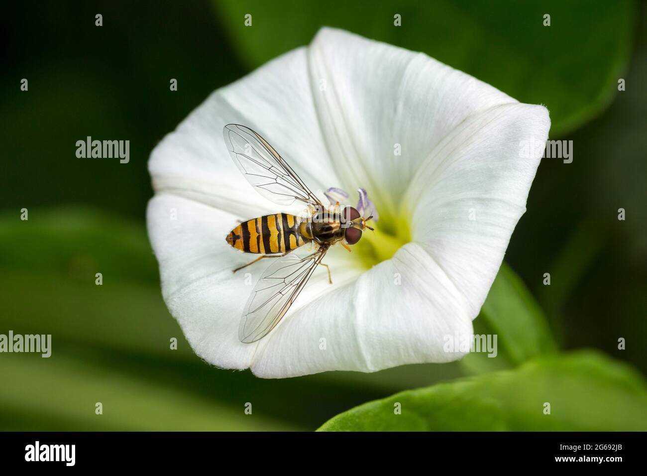 Schwebfliege auf Heckenbindenweed Wespe wie gelbe und schwarze Markierungen und rötlich braune Augen, die sich von Nektar aus trompetenförmigen weißen Wildblumen ernähren Stockfoto