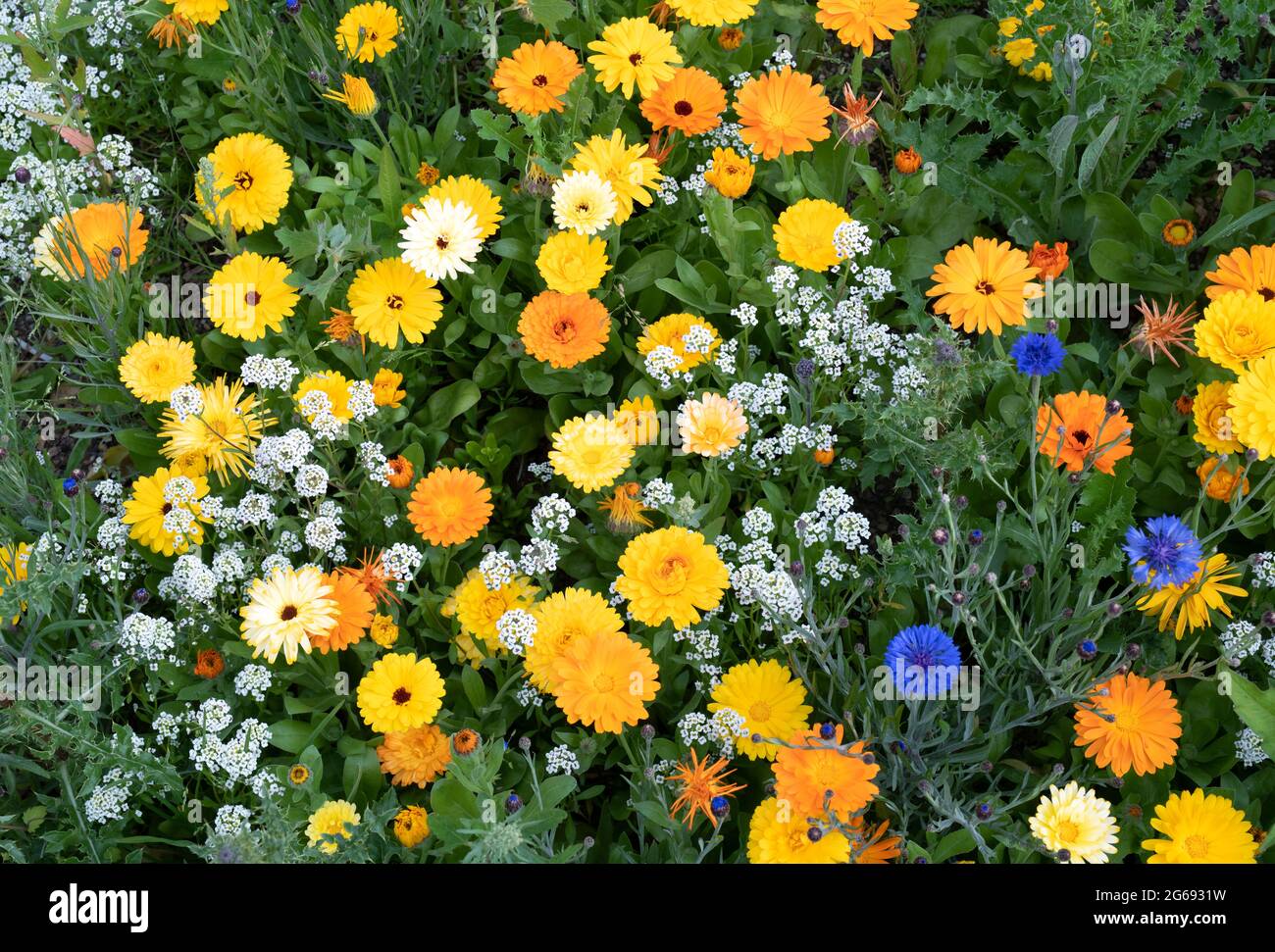 Calendula officinalis. Topfen Sie Ringelblumen und Kornblumen in einem englischen Wildblumengarten Stockfoto