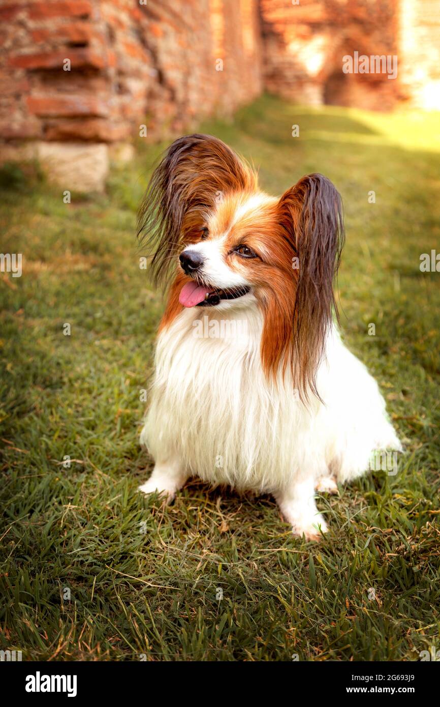 Porträt des auf dem Gras liegenden papillon-Purebreed-Hundes Stockfoto