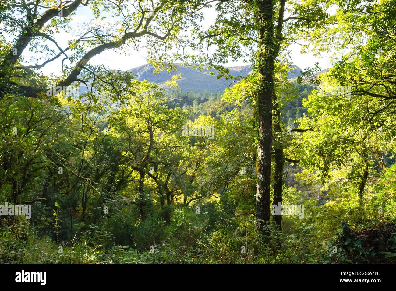 Grüne Landschaft im Peneda Geres Nationalpark, Portugal Stockfoto