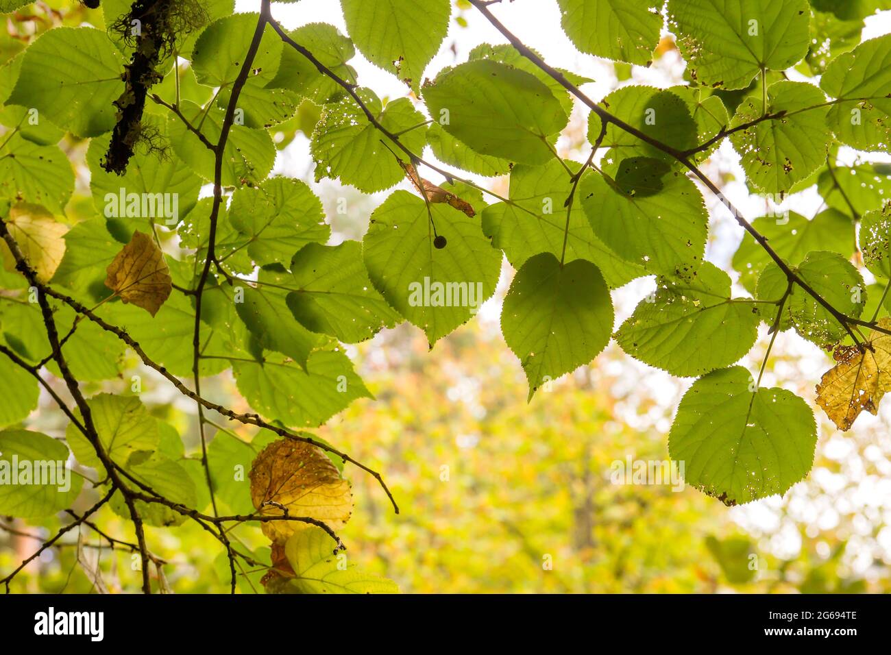 Tilia x europaea grünes Laub Stockfoto