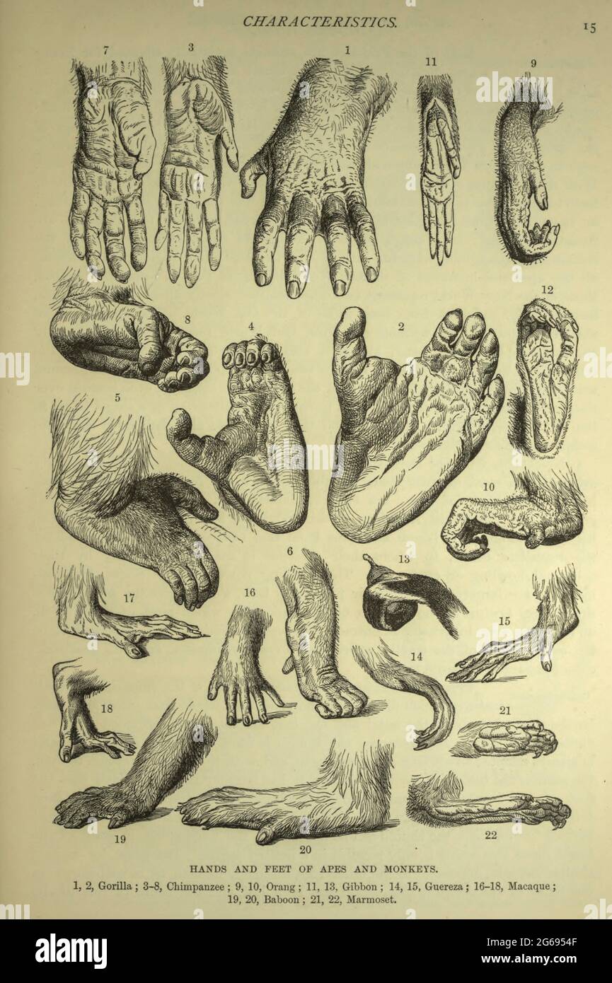 Hände und Füße von Affen und Affen, 1, 2, Gorilla ; 3-8, Schimpansen ; 9, 10, Orangutan; 11, 13, Gibbon ; 14, 15, Guereza ; 16-18, Makak ; 19, 20, Baboon ; 21, 22, Marmoset aus dem Buch ' Royal Natural History ' Band 1 herausgegeben von Richard Lydekker, veröffentlicht in London von Frederick Warne & Co im Jahr 1893-1894 Stockfoto