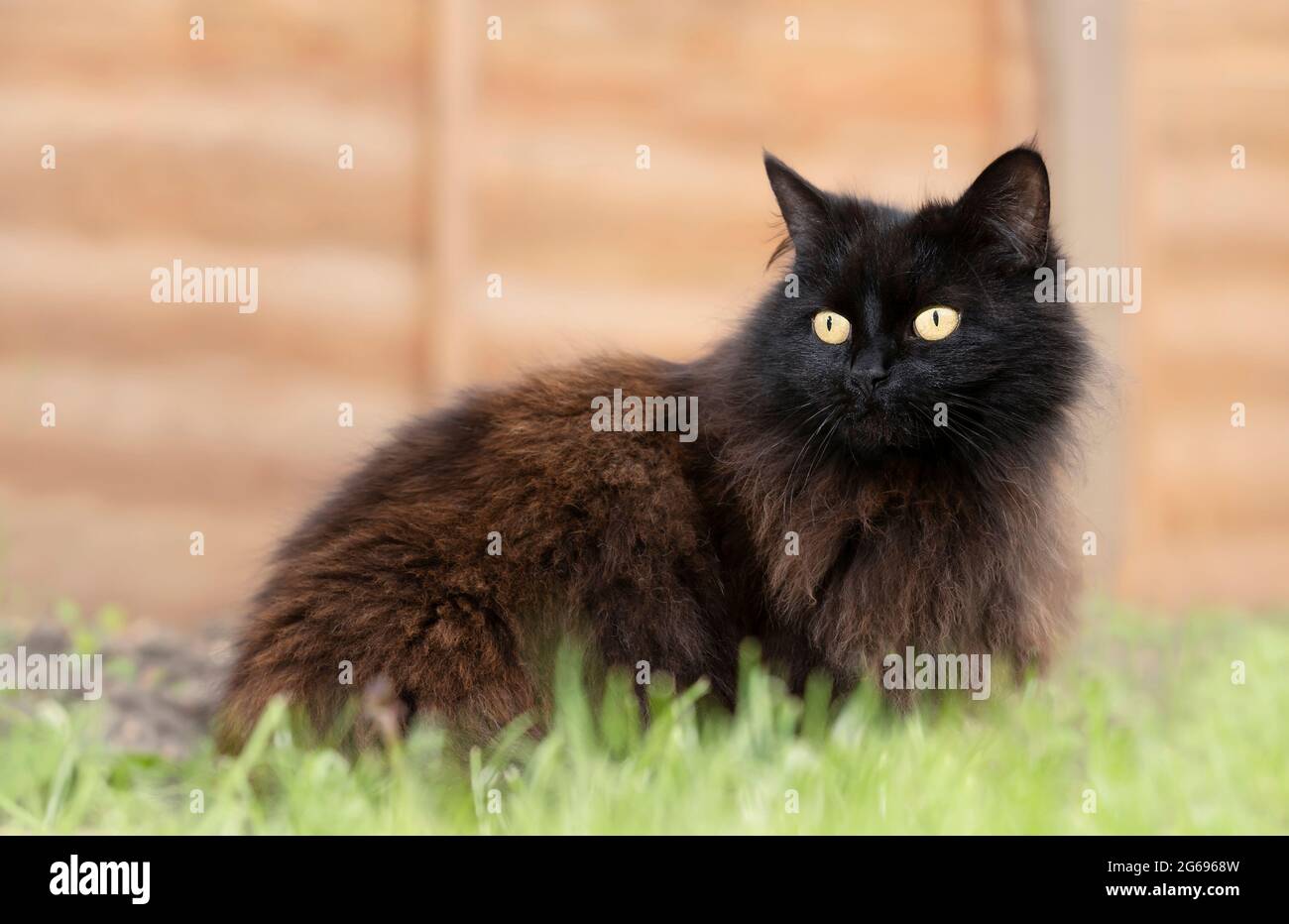 Nahaufnahme einer schwarzen Katze, die im Gras gegen einen Holzzaun im Garten sitzt, Großbritannien. Stockfoto