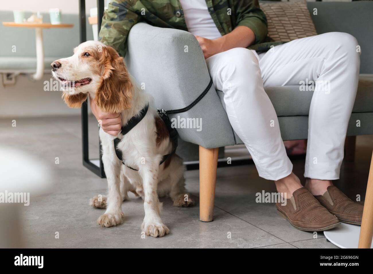 Ein süßer Spaniel-Hund sitzt in einem Café neben einem Besucher, einem generischen Interieur. Haustierfreundliche Restaurants oder öffentliche Plätze, unterstützen Hund, Haustiere als Begleiter Stockfoto