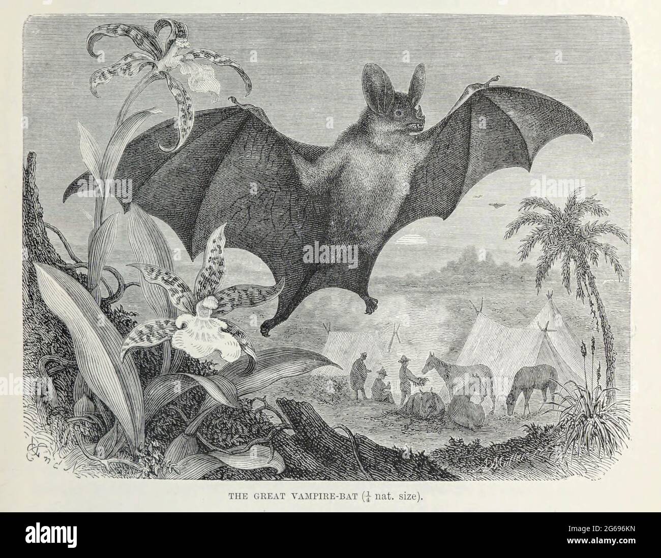 The Great Vampire-bat aus dem Buch ' Royal Natural History ' Band 1 Abschnitt II herausgegeben von Richard Lydekker, veröffentlicht in London von Frederick Warne & Co im Jahr 1893-1894 Stockfoto
