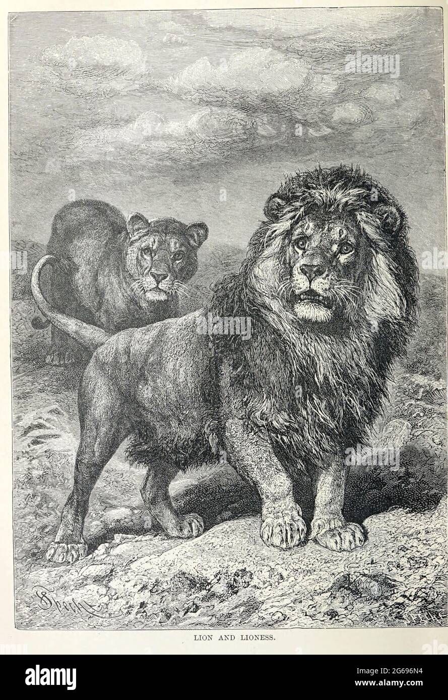 Lion and Lioness in the Wild aus dem Buch ' Royal Natural History ' Band 1 herausgegeben von Richard Lydekker, herausgegeben 1893-1894 in London von Frederick Warne & Co Stockfoto