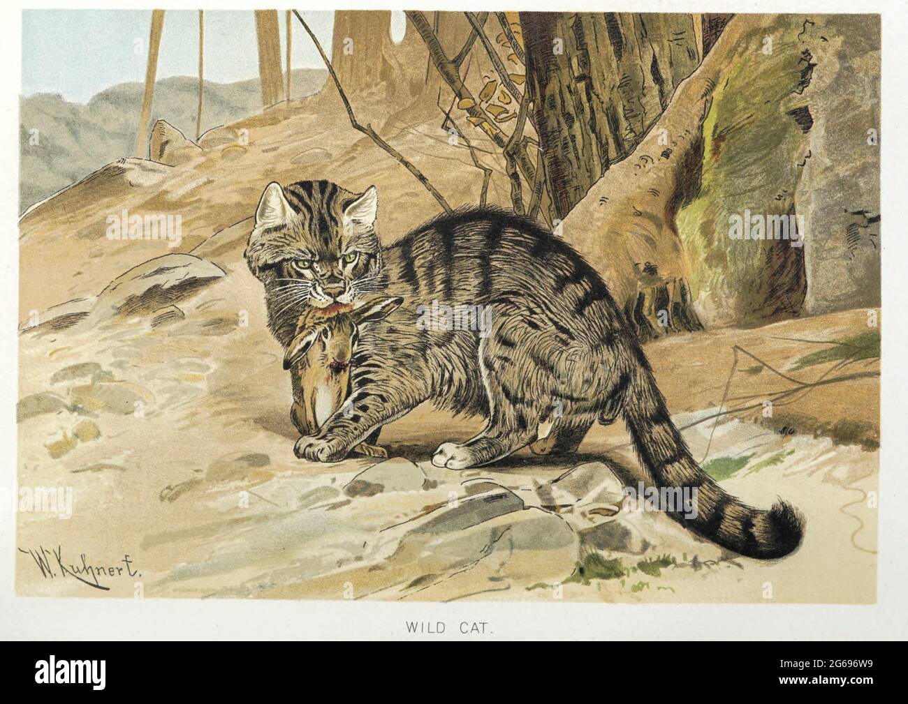 Wild Cat (Felis catus), mit Beute im Mund aus dem Buch "Royal Natural History" Band 1 herausgegeben von Richard Lydekker, herausgegeben 1893-1894 in London von Frederick Warne & Co Stockfoto