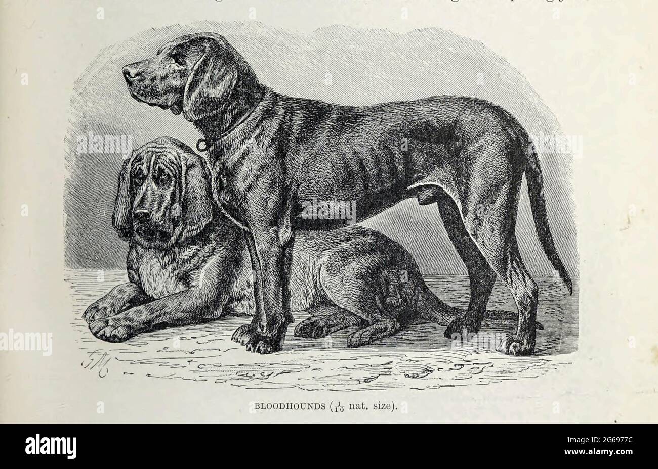 Bloodhounds aus dem Buch ' Royal Natural History ' Band 1 Abschnitt II herausgegeben von Richard Lydekker, veröffentlicht in London von Frederick Warne & Co im Jahr 1893-1894 Stockfoto