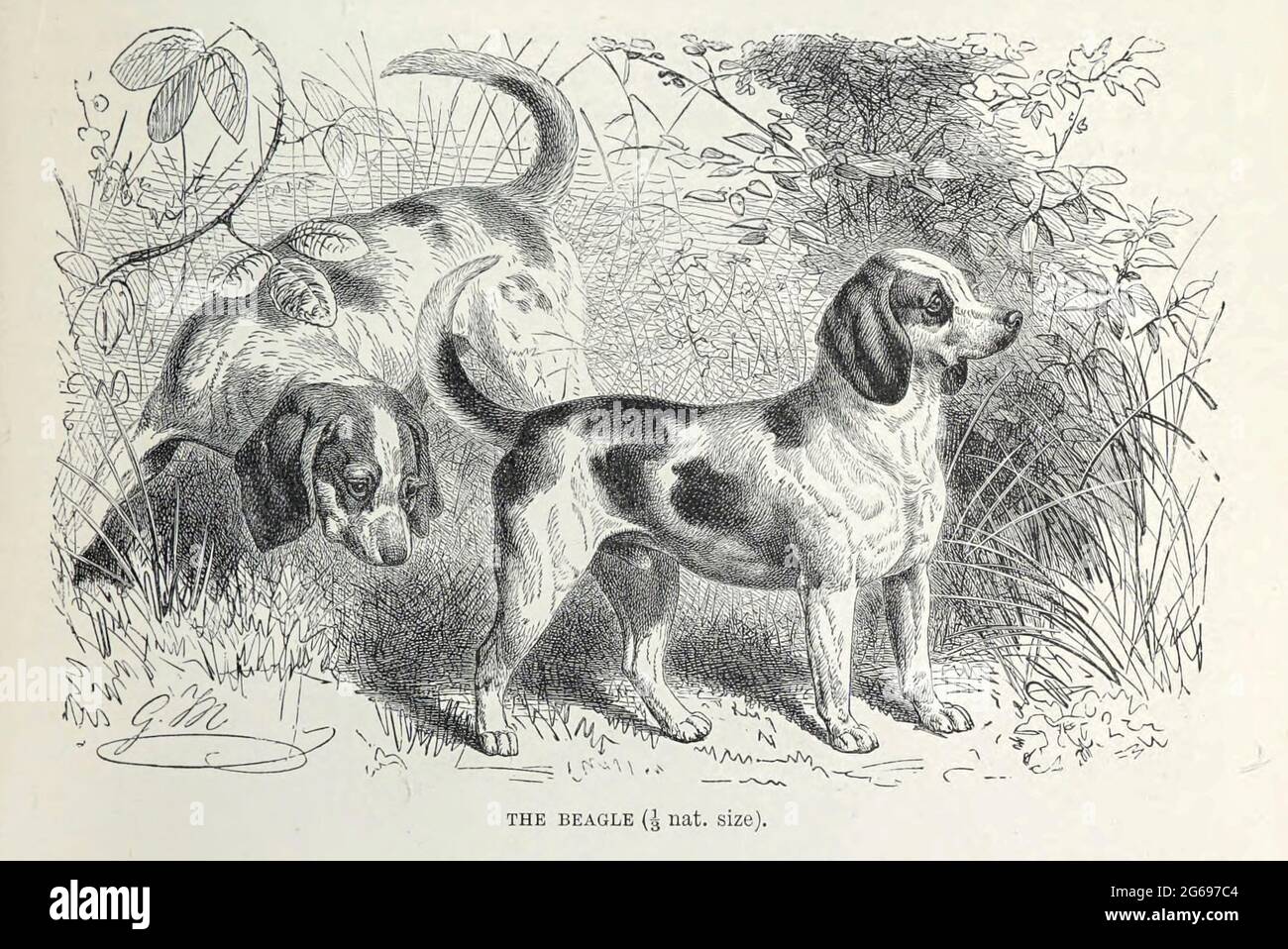 Der Beagle der Beagle wurde vor allem für die Jagd auf Hasen (Beagling) entwickelt. Der Beagle besitzt einen großen Geruchssinn und hervorragende Spurstinkte und ist die primäre Rasse, die als Nachweishund für verbotene landwirtschaftliche Importe und Lebensmittel in Quarantäne auf der ganzen Welt verwendet wird. Der Beagle ist intelligent. Es ist ein beliebtes Haustier aufgrund seiner Größe, guten Temperament, und ein Mangel an vererbten Gesundheitsprobleme. Aus dem Buch ' Royal Natural History ' Band 1 Abschnitt II herausgegeben von Richard Lydekker, herausgegeben in London von Frederick Warne & Co im Jahr 1893-1894 Stockfoto