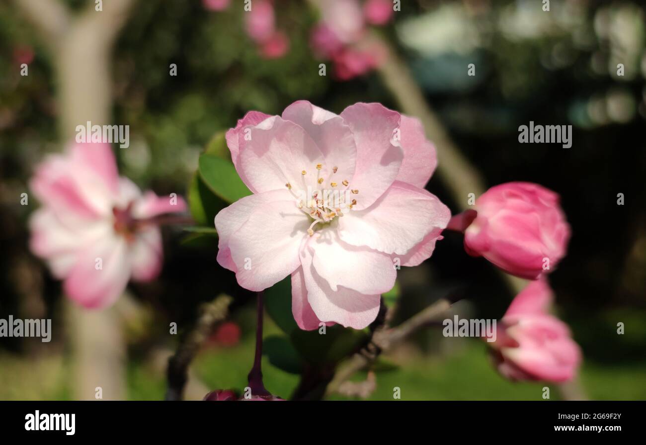 Der einzelne hellrosa Malus spectabilis borkh blüht an sonnigen Tagen im Garten Stockfoto