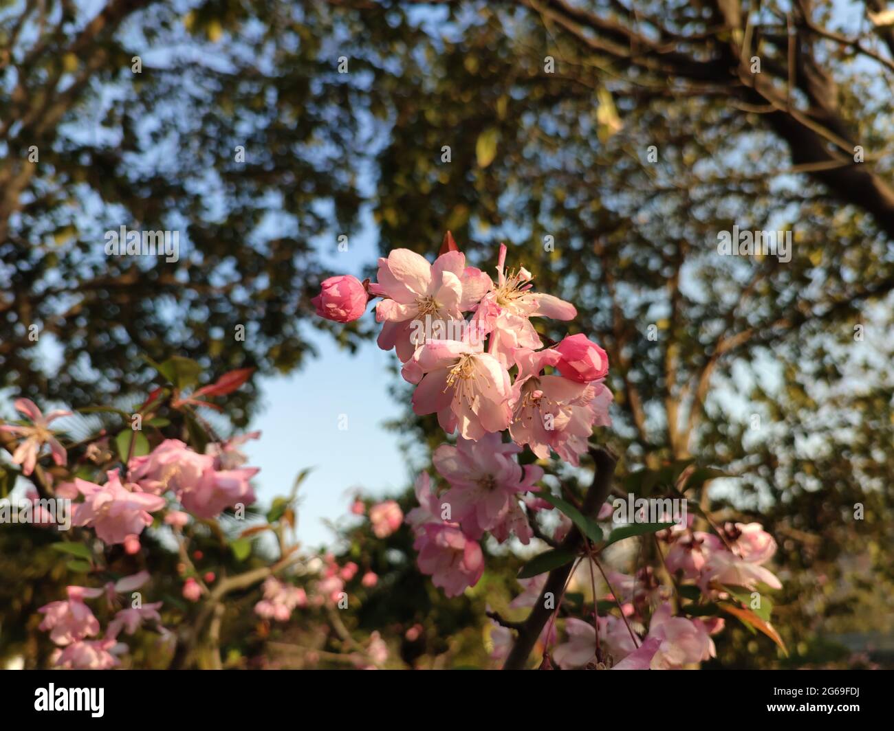 Weißer und rosa Malus spectabilis borkh blüht am sonnigen Nachmittag unter Bäumen Stockfoto