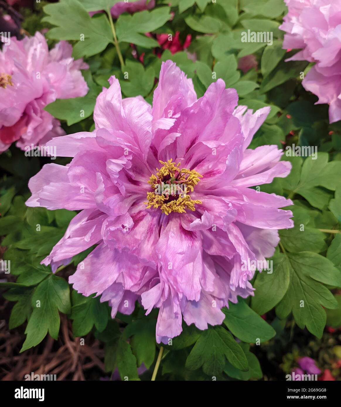 Im Frühling blüht im Garten eine isolierte rosa Pfingstrose mit gelben Staubgefäßen Stockfoto