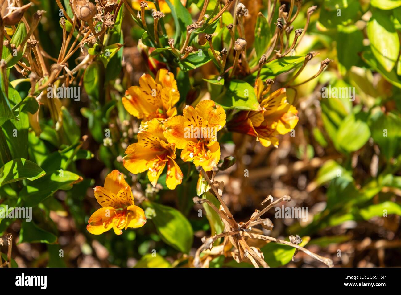 Bunte Blumen im botanischen Garten von Auckland in Neuseeland Stockfoto