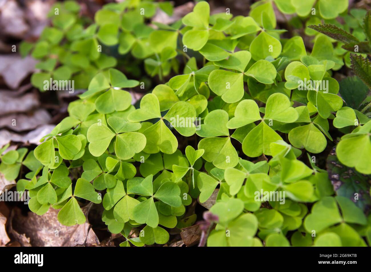 Grüne Sauerampfer Pflanzen Stockfoto