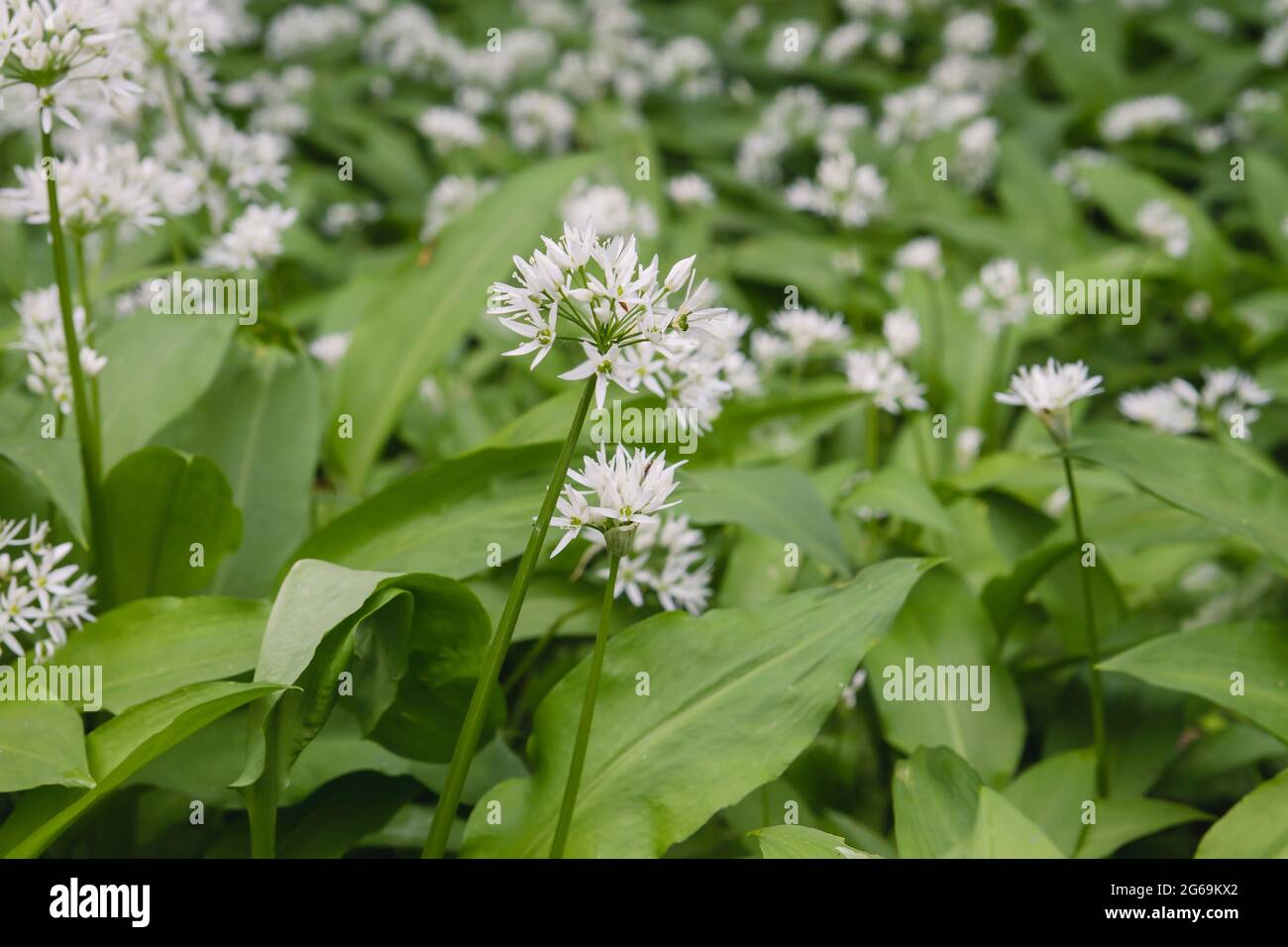 Allium ursinum oder Bärlauch, der im Frühlingswald wild wächst Stockfoto