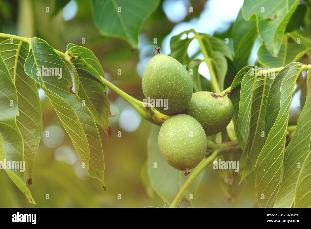 Juglans regia oder gewöhnliche Walnussbaumfrüchte Stockfoto