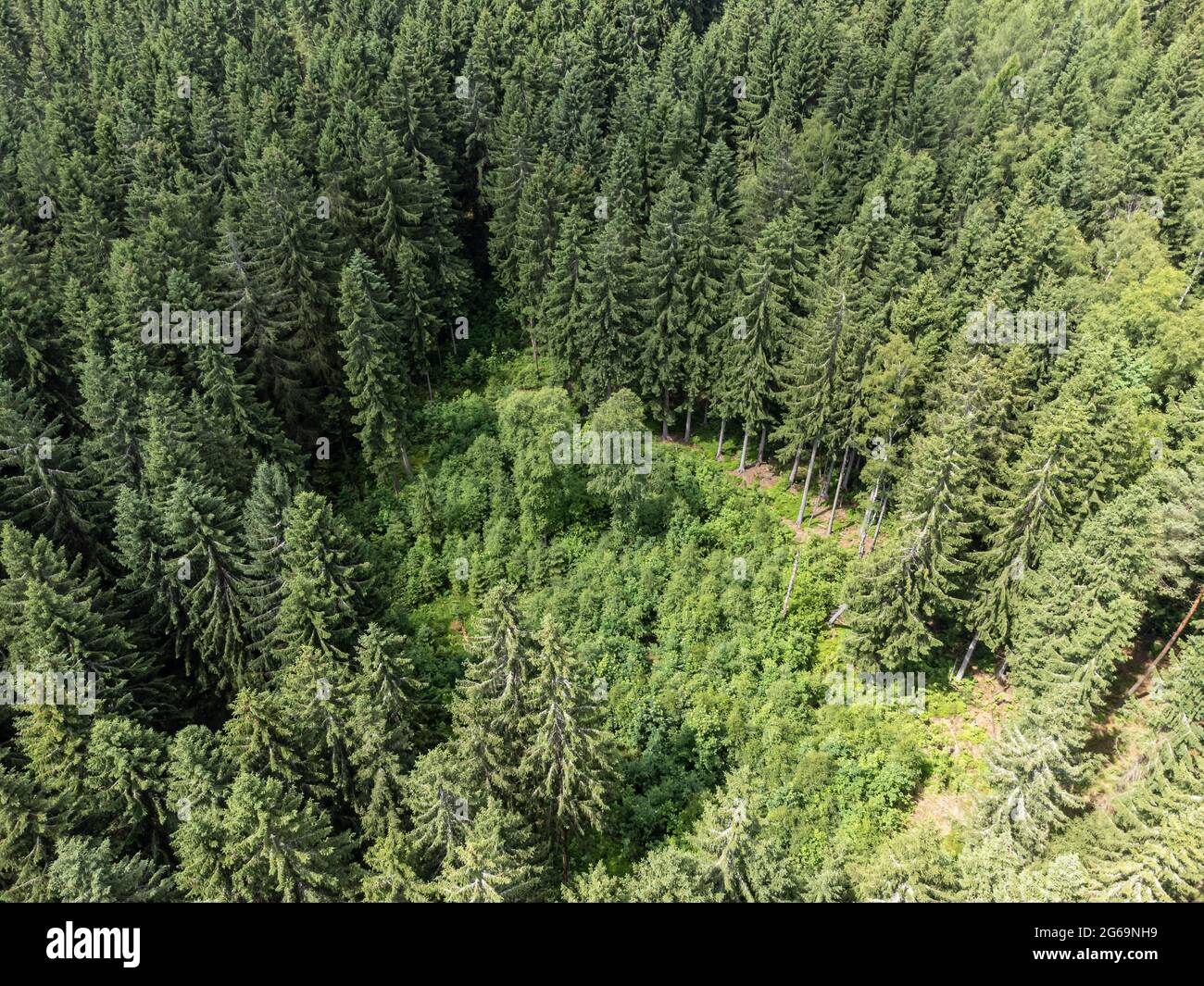 Lichtung wald von oben -Fotos und -Bildmaterial in hoher Auflösung – Alamy
