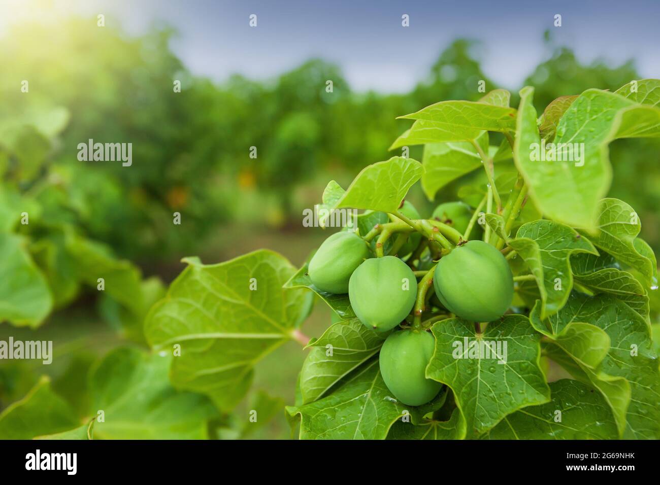 Physikalischer Nuss, Spülnuss oder Barbadose-Nuss (Jatropha curcas L.) Plantage, Pflanzenölraffination, Pflanzenölbrennstoff. Konzept für alternativen Kraftstoff. Stockfoto