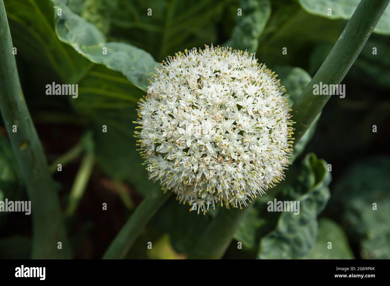 Allium cepa oder gewöhnliche Zwiebelzwiebeln, weiße Blüten, die im grünen Küchengarten blühen Stockfoto