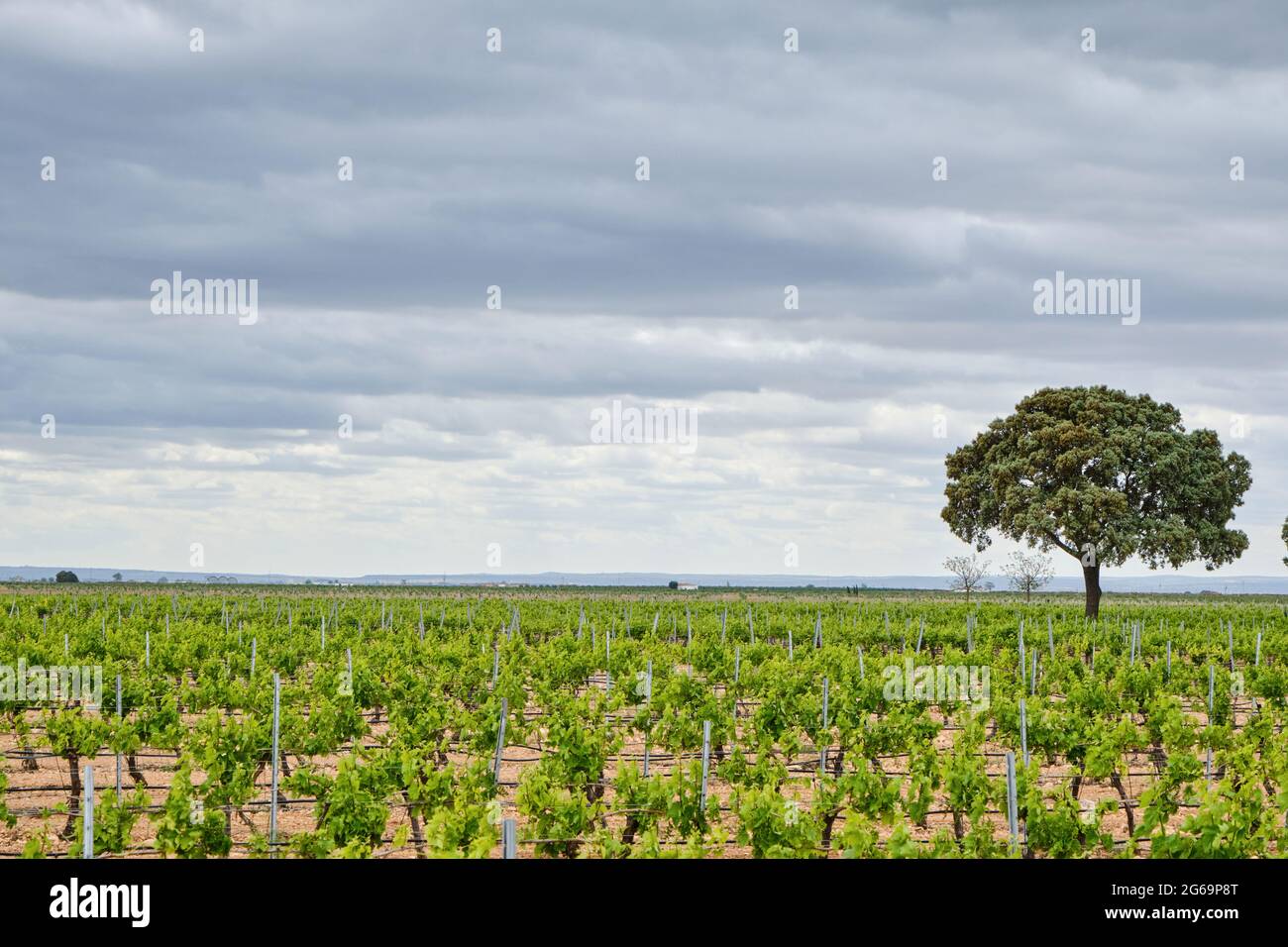 Ausgedehnte Weinberge grüne Landschaft in La Mancha, Spanien Stockfoto