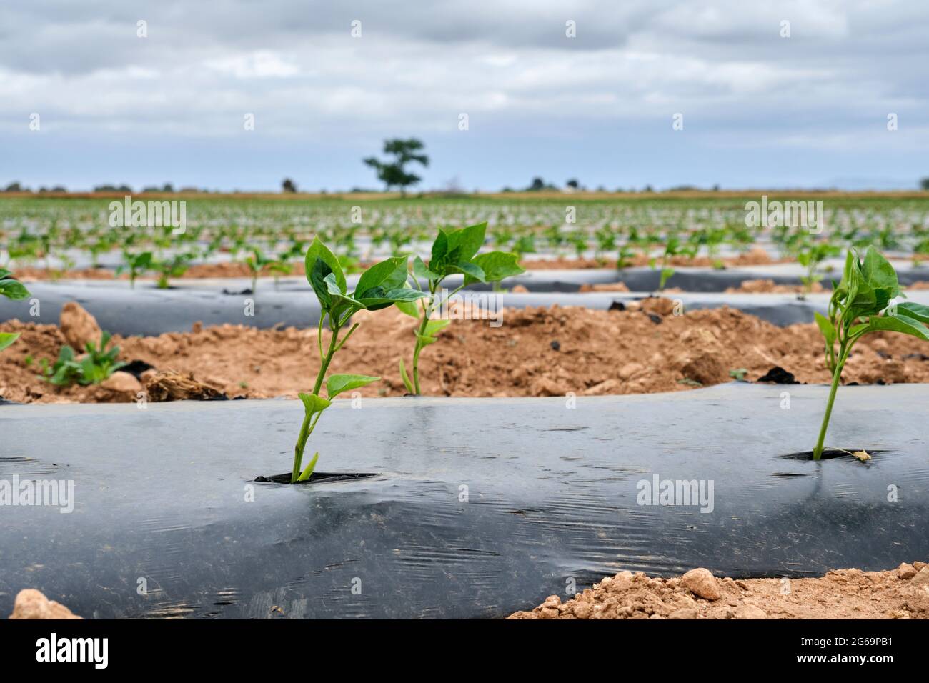 Pfefferpflanzen, die auf Ackerland mit Mulchbeeten aus Kunststoff wachsen, sind gegen Unkraut schützend Stockfoto