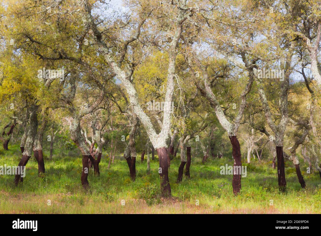 In der Nähe von Evora, Bezirk Evora, Alentejo, Portugal. Korkbäume Stockfoto