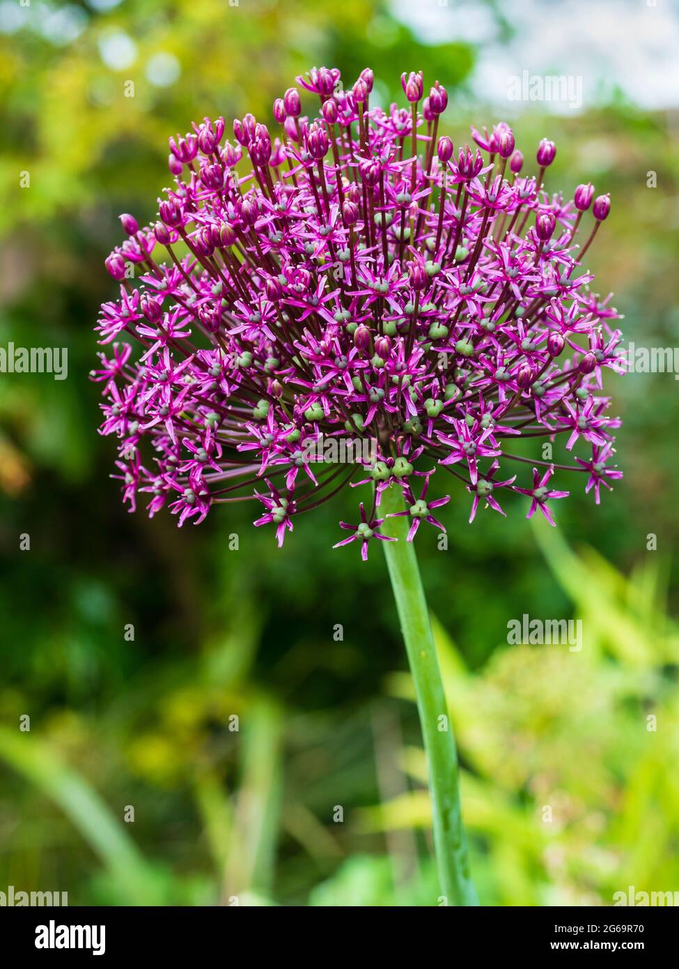 Umgekehrte schüsselförmige Blütenköpfe der winterharten, im Frühsommer blühenden Zierzwiebel, Allium 'Miami' Stockfoto