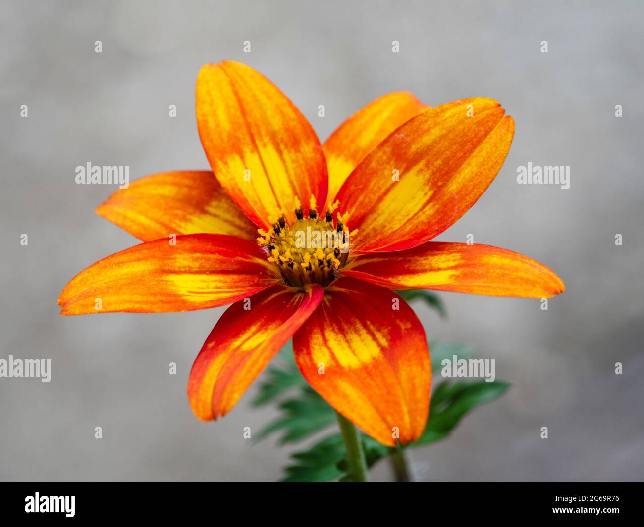 Gelbe und orange Blüten der zarten Sommerbettwäsche und Container jährlich. Bidens „scharf und würzig“ Stockfoto