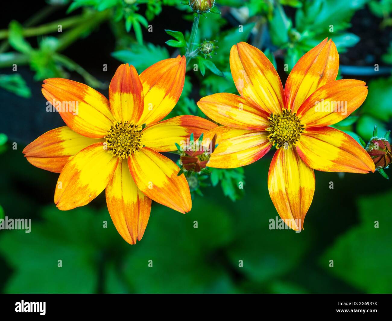 Gelbe und orange Blüten der zarten Sommerbettwäsche und Container jährlich. Bidens „scharf und würzig“ Stockfoto