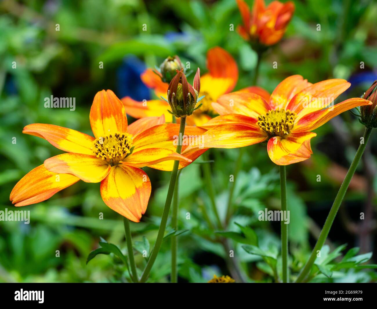 Gelbe und orange Blüten der zarten Sommerbettwäsche und Container jährlich. Bidens „scharf und würzig“ Stockfoto