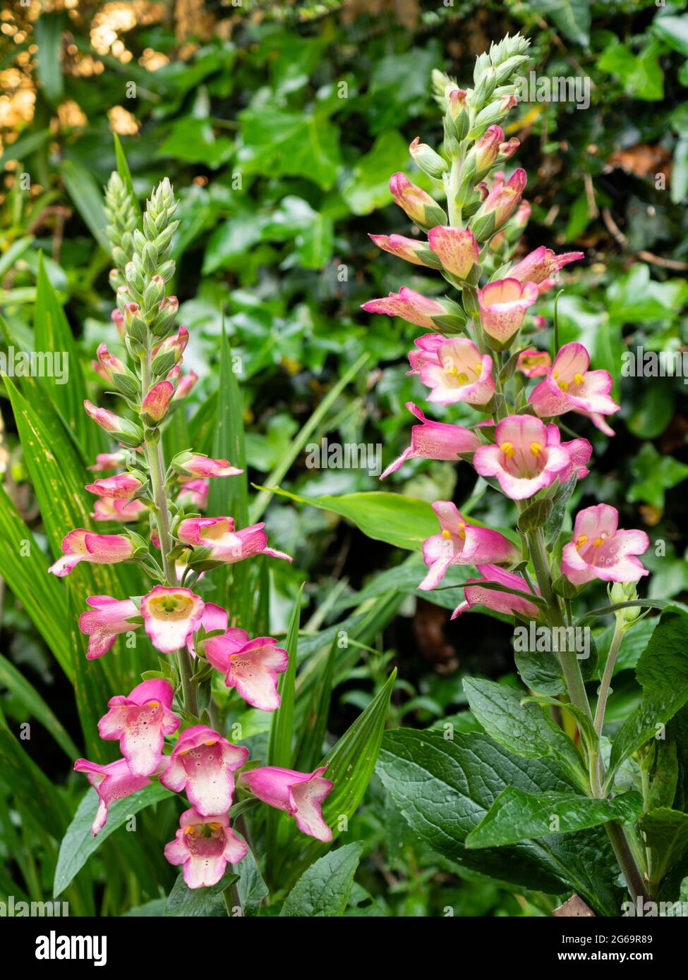 Blütenspitzen vom Sommer bis Herbst blühender Hybrid-Fuchshandschuh, Digitalis × valinii 'Berry Canary' Stockfoto