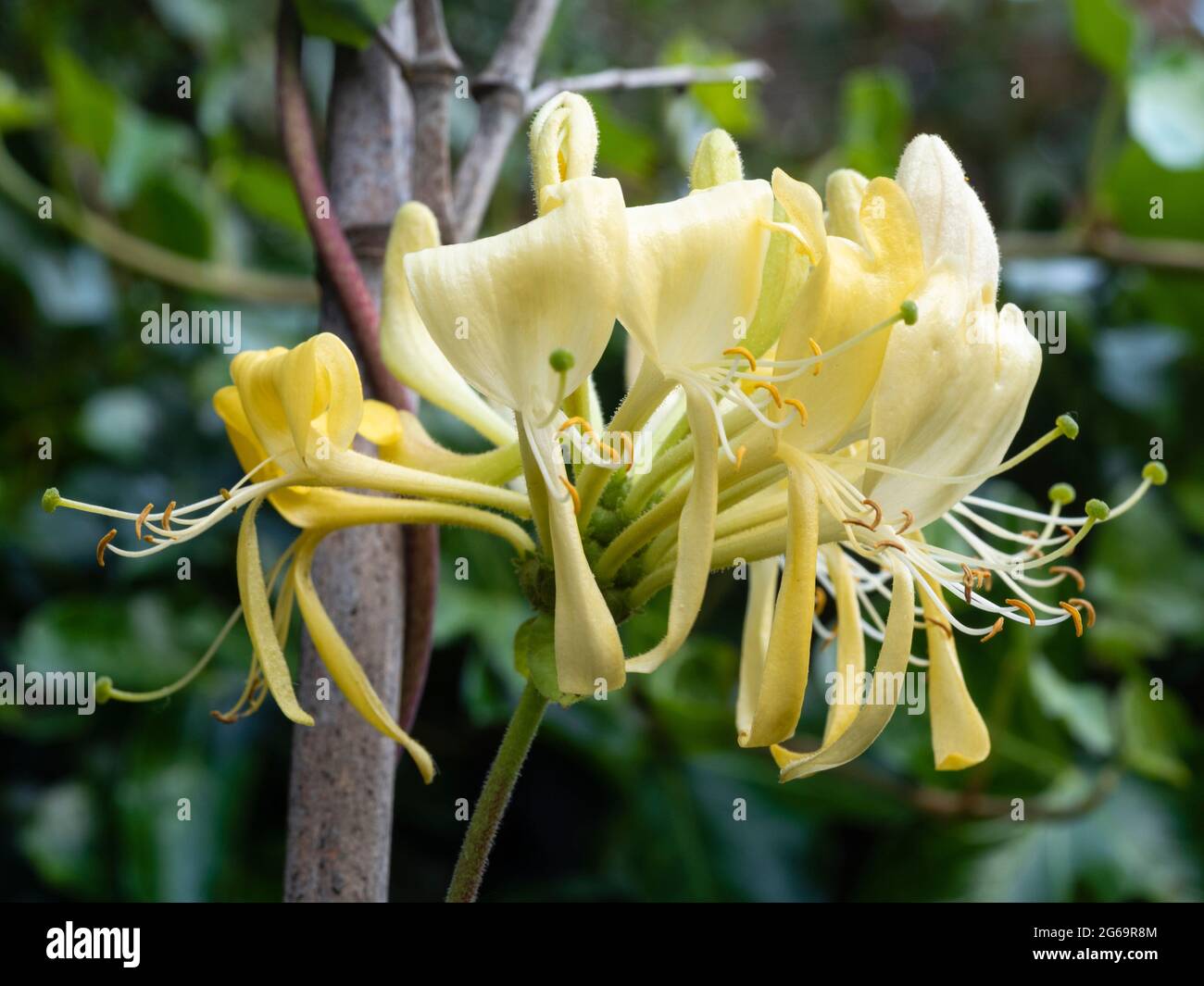 Cremefarbene und gelbe Blüten der stark duftenden Klettereibe, Lonicera periclymenum „Duftbildung“ Stockfoto