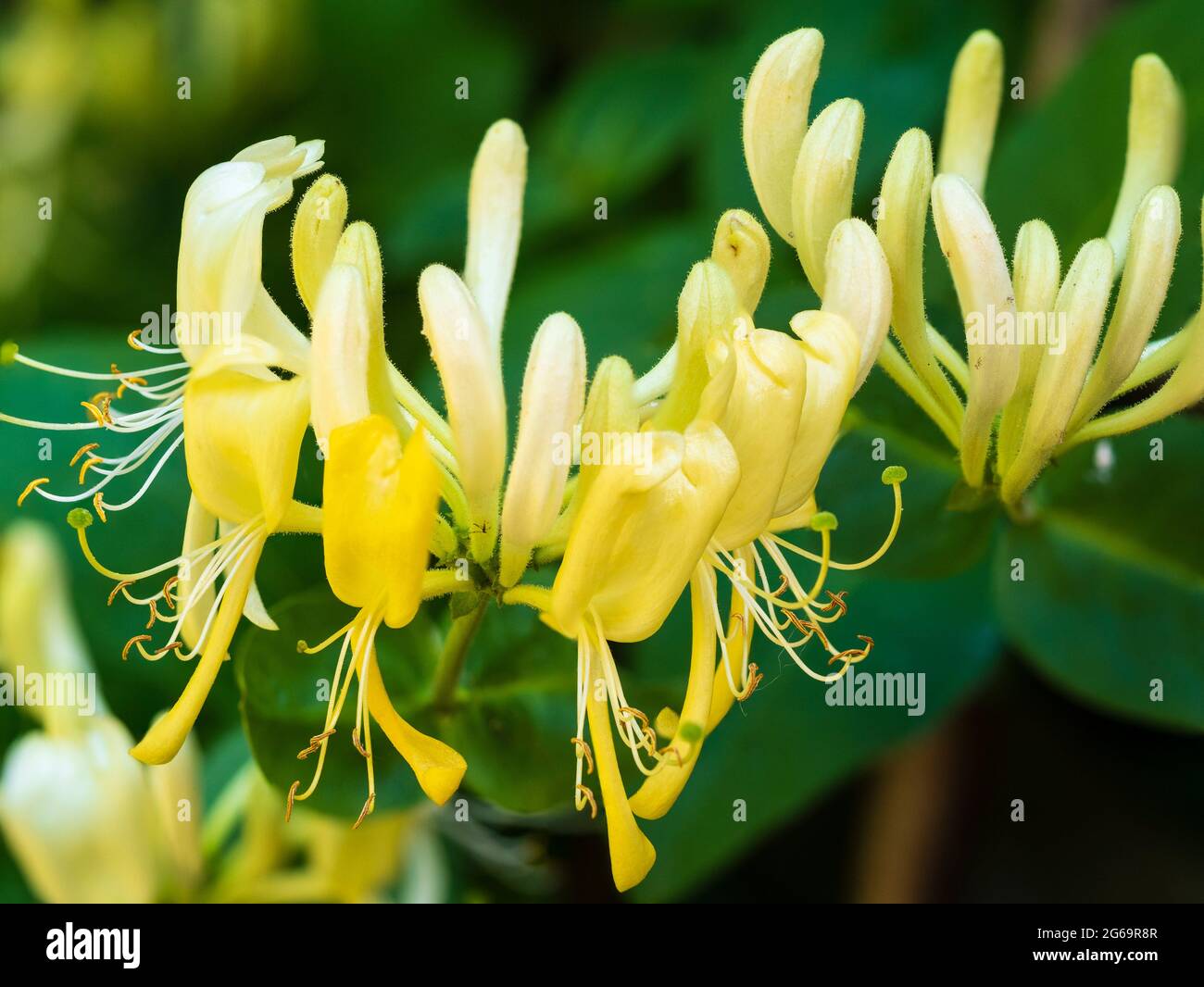 Cremefarbene und gelbe Blüten der stark duftenden Klettereibe, Lonicera periclymenum „Duftbildung“ Stockfoto