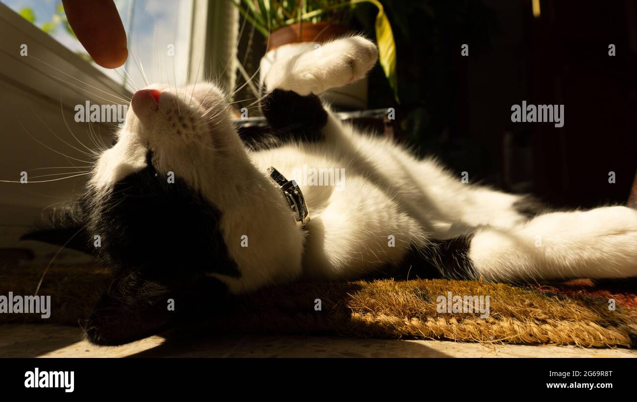 Schwarz-weiße Katze, die kopfüber nach einem menschlichen Finger riecht Stockfoto